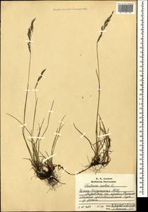Festuca rubra L., Caucasus, Dagestan (K2) (Russia)