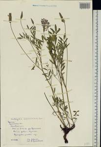 Onobrychis arenaria (Kit.) DC., Eastern Europe, North Ukrainian region (E11) (Ukraine)