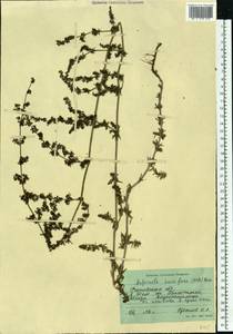 Galium humifusum M.Bieb., Eastern Europe, Rostov Oblast (E12a) (Russia)