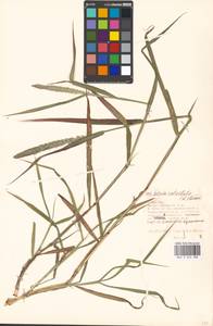 Setaria verticillata (L.) P.Beauv., Eastern Europe, Moscow region (E4a) (Russia)