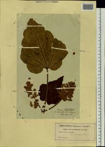 Rheum compactum L., Botanic gardens and arboreta (GARD)