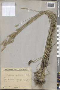 Agropyron cristatum (L.) Gaertn., Siberia, Baikal & Transbaikal region (S4) (Russia)