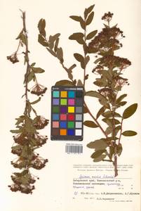 Spiraea media Schmidt, Siberia, Russian Far East (S6) (Russia)