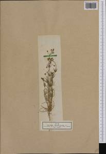 Spergula arvensis L., Western Europe (EUR) (Germany)