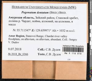 Pogonatum dentatum (Menzies ex Brid.) Brid., Bryophytes, Bryophytes - Russian Far East (excl. Chukotka & Kamchatka) (B20) (Russia)