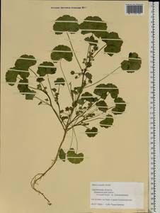 Malva pusilla Sm., Eastern Europe, Western region (E3) (Russia)