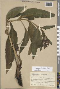Symphytum tanaicense Steven, Eastern Europe, Eastern region (E10) (Russia)