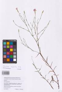 Dianthus campestris M.Bieb., Eastern Europe, Rostov Oblast (E12a) (Russia)