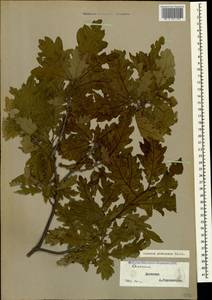 Quercus pubescens Willd., Caucasus, Dagestan (K2) (Russia)