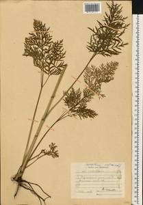 Silphiodaucus prutenicus subsp. prutenicus, Eastern Europe, Central region (E4) (Russia)