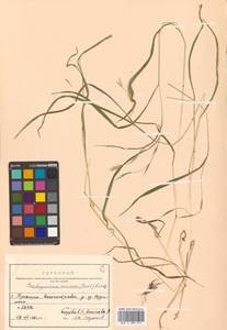 Brachypodium sylvaticum (Huds.) P.Beauv., Siberia, Russian Far East (S6) (Russia)