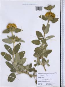 Phlomis fruticosa L., Western Europe (EUR) (Greece)