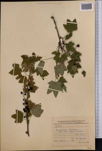 Ribes, Middle Asia, Northern & Central Tian Shan (M4) (Kazakhstan)