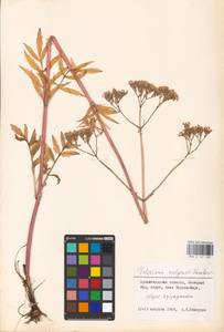 Valeriana wolgensis Kazak., Eastern Europe, Northern region (E1) (Russia)