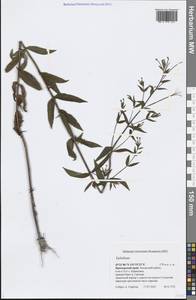 Epilobium, Siberia, Russian Far East (S6) (Russia)