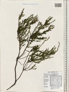 Calluna vulgaris (L.) Hull, Eastern Europe, North-Western region (E2) (Russia)