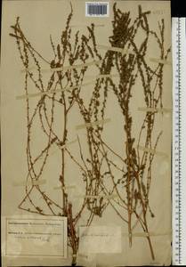 Bassia laniflora (S. G. Gmel.) A. J. Scott, Eastern Europe, South Ukrainian region (E12) (Ukraine)