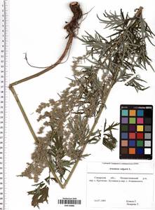 Artemisia vulgaris L., Eastern Europe, Middle Volga region (E8) (Russia)