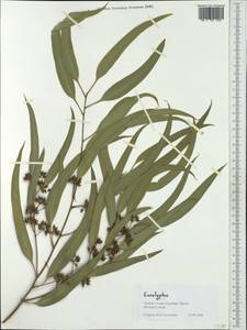 Eucalyptus, Western Europe (EUR) (Greece)