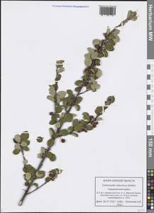 Cotoneaster alaunicus Golitsin, Eastern Europe, Central forest-and-steppe region (E6) (Russia)