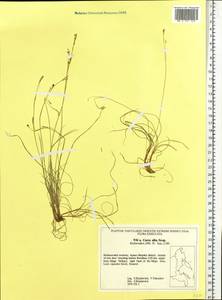 Carex alba Scop., Siberia, Russian Far East (S6) (Russia)