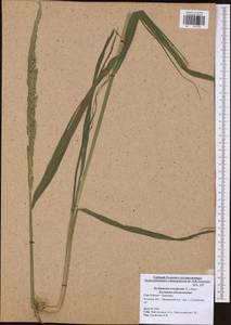 Beckmannia eruciformis (L.) Host, Eastern Europe, Central region (E4) (Russia)