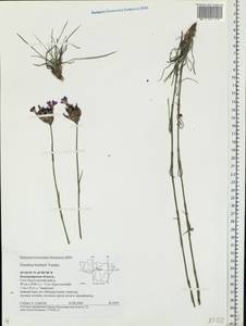 Dianthus borbasii, Eastern Europe, Central region (E4) (Russia)