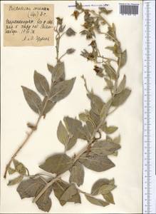 Trichodesma incanum Bunge, Middle Asia, Pamir & Pamiro-Alai (M2) (Tajikistan)