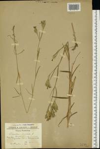 Dianthus armeria L., Eastern Europe, South Ukrainian region (E12) (Ukraine)