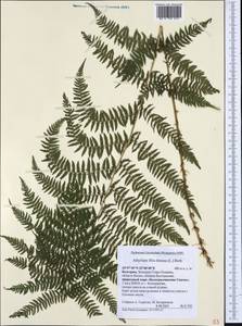 Athyrium filix-femina, Western Europe (EUR) (Bulgaria)