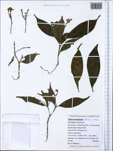 Tabernaemontana bovina Lour., South Asia, South Asia (Asia outside ex-Soviet states and Mongolia) (ASIA) (Vietnam)