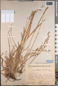 Helictochloa hookeri (Scribn.) Romero Zarco, Siberia, Yakutia (S5) (Russia)