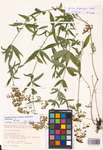 Galium rubioides L., Eastern Europe, Lower Volga region (E9) (Russia)