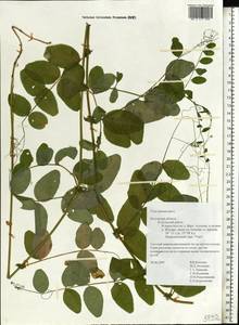 Vicia dumetorum L., Eastern Europe, Central region (E4) (Russia)