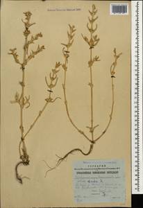 Soda inermis (Moench) Fourr., Caucasus, Stavropol Krai, Karachay-Cherkessia & Kabardino-Balkaria (K1b) (Russia)