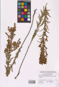 Linaria biebersteinii Besser, Eastern Europe, Lower Volga region (E9) (Russia)