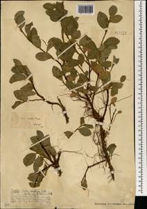 Salix arctica subsp. torulosa (Ledeb.) Hultén, Mongolia (MONG) (Mongolia)