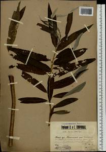 Salix viminalis L., Eastern Europe, Volga-Kama region (E7) (Russia)