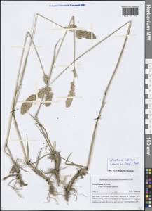Arctopoa tibetica (Munro ex Stapf) Prob., Siberia, Altai & Sayany Mountains (S2) (Russia)