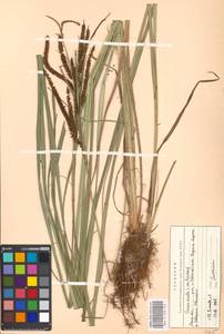 Carex acuta L., Eastern Europe, Moscow region (E4a) (Russia)