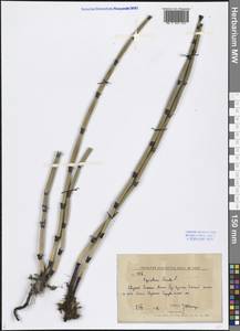 Equisetum hyemale L., Siberia, Russian Far East (S6) (Russia)