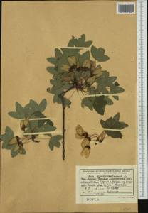 Acer monspessulanum L., Western Europe (EUR) (Albania)