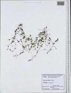 Galium trifidum subsp. trifidum, Siberia, Western Siberia (S1) (Russia)