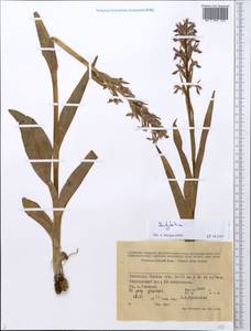 Dactylorhiza, Middle Asia, Western Tian Shan & Karatau (M3) (Kyrgyzstan)