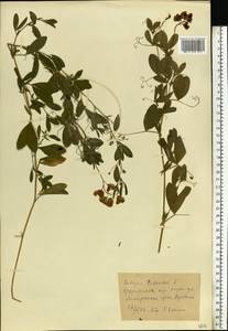 Lathyrus tuberosus L., Eastern Europe, North Ukrainian region (E11) (Ukraine)
