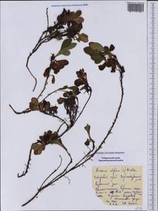 Arctostaphylos alpinus (L.) Spreng., Siberia, Russian Far East (S6) (Russia)