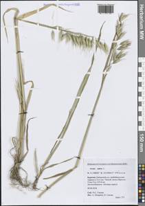 Avena sativa L., Siberia, Baikal & Transbaikal region (S4) (Russia)
