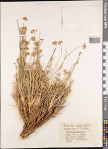 Semenovia dissectifolia Ukrainsk. & Kljuykov, Middle Asia, Pamir & Pamiro-Alai (M2) (Tajikistan)