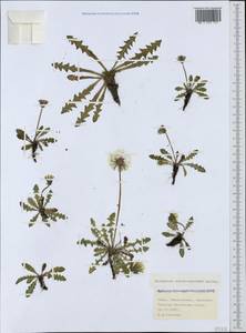 Taraxacum erythrospermum Andrz. ex Besser, Crimea (KRYM) (Russia)