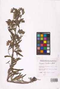 MHA 0 153 793, Onosma tinctoria M. Bieb., Eastern Europe, Lower Volga region (E9) (Russia)